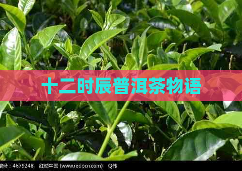 十二时辰普洱茶物语