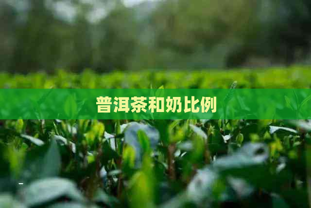 普洱茶和奶比例