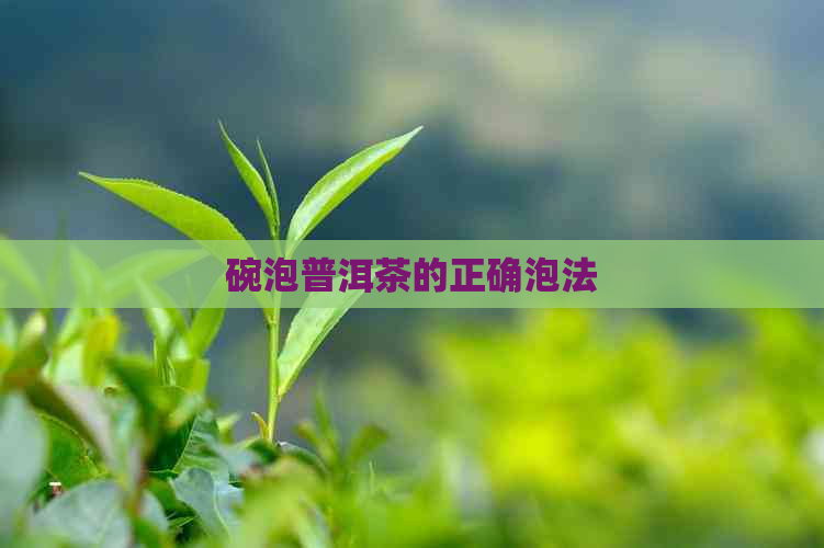 碗泡普洱茶的正确泡法