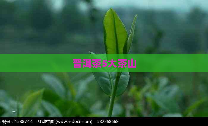 普洱茶5大茶山