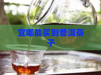 宜哪能买到普洱茶子