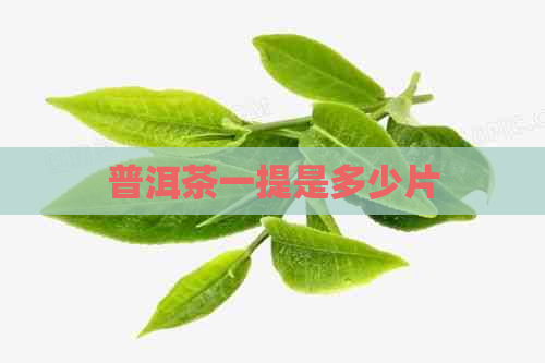 普洱茶一提是多少片