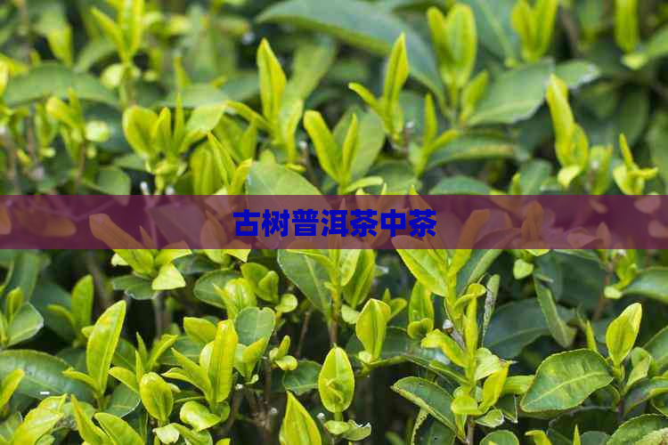 古树普洱茶中茶