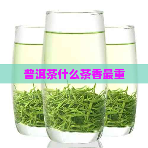 普洱茶什么茶香最重