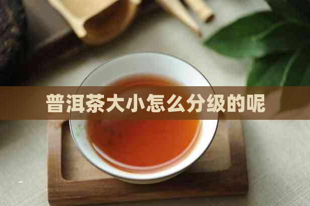 普洱茶大小怎么分级的呢