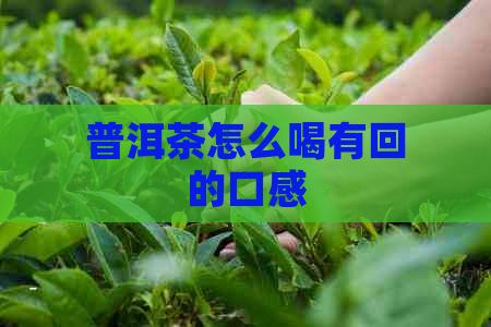 普洱茶怎么喝有回的口感