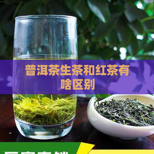 普洱茶生茶和红茶有啥区别