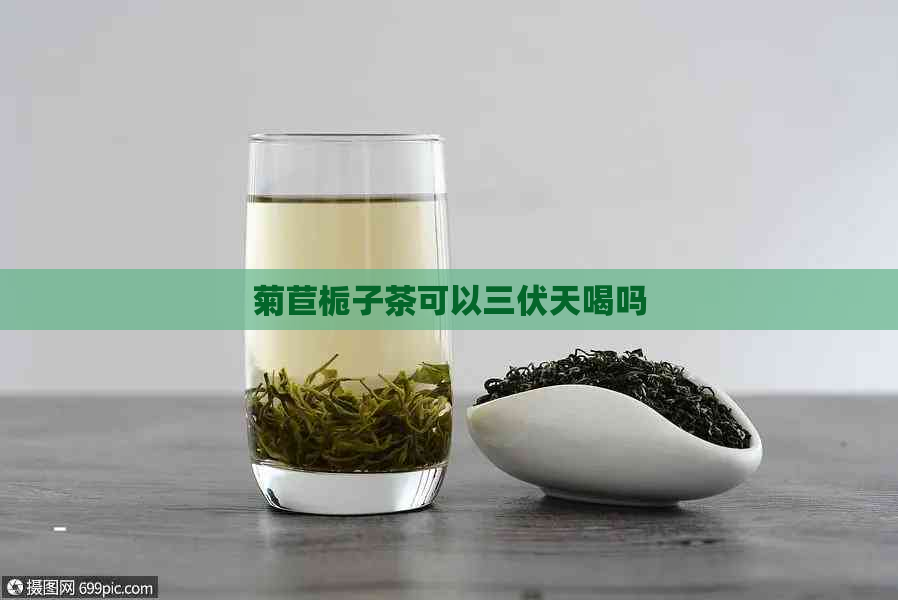 菊苣栀子茶可以三伏天喝吗