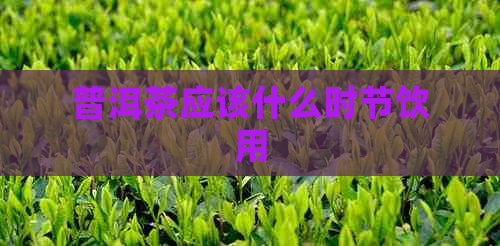 普洱茶应该什么时节饮用