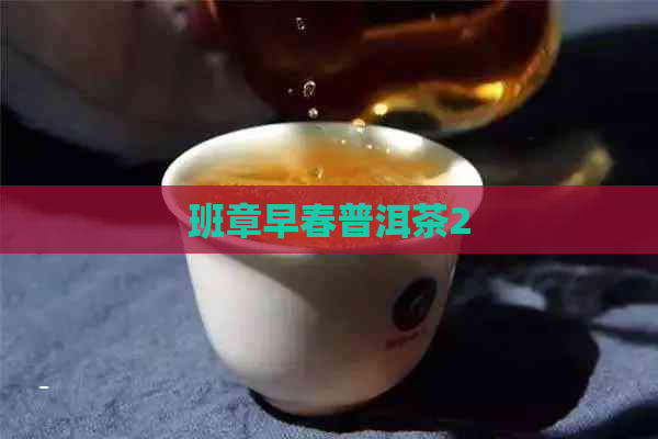 班章早春普洱茶2