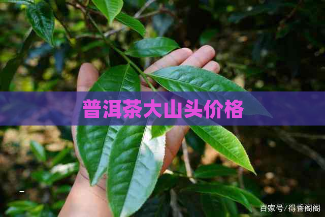 普洱茶大山头价格