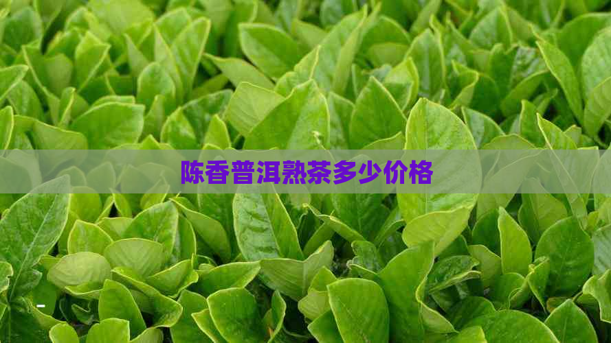 陈香普洱熟茶多少价格