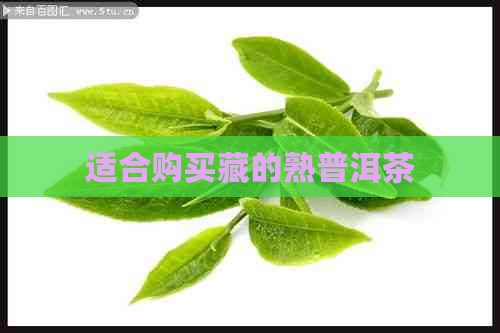 适合购买藏的熟普洱茶