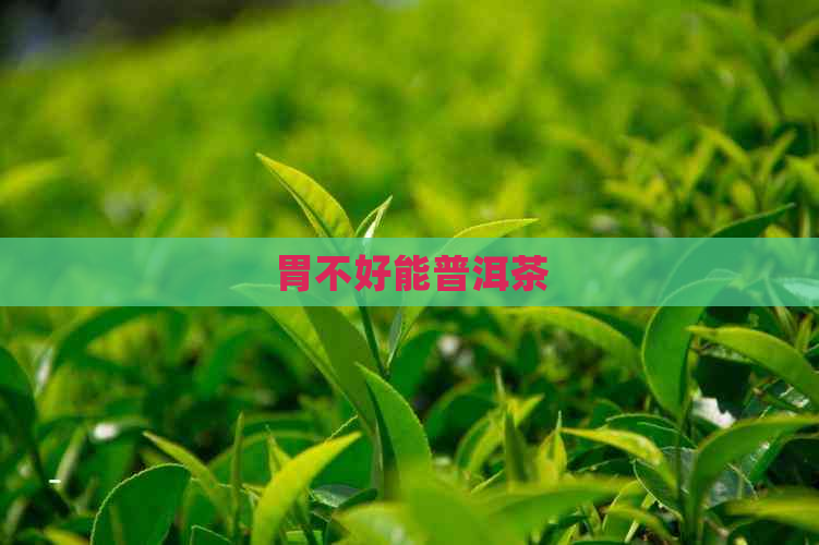 胃不好能普洱茶