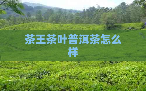 茶王茶叶普洱茶怎么样