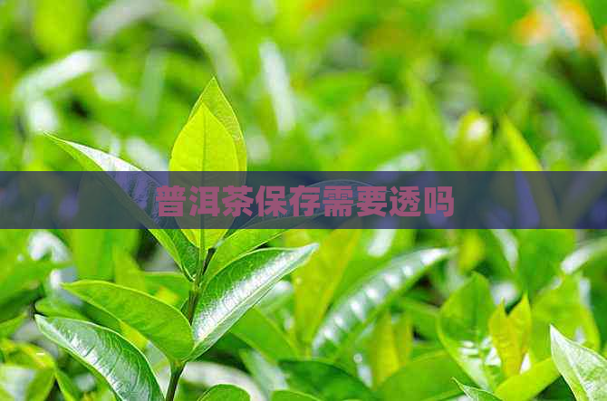 普洱茶保存需要透吗