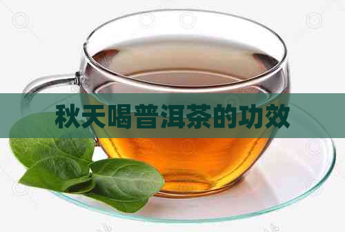 秋天喝普洱茶的功效