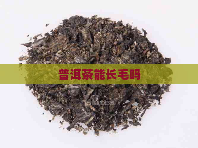 普洱茶能长毛吗