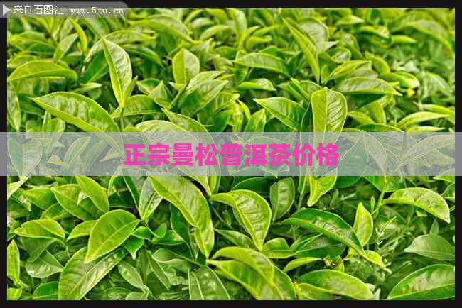 正宗曼松普洱茶价格