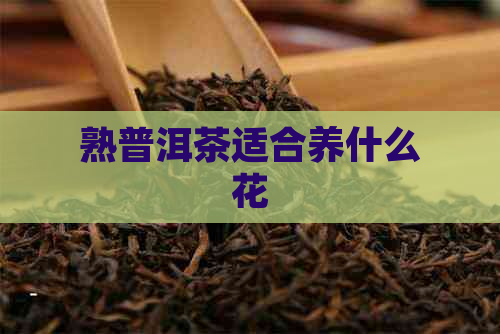 熟普洱茶适合养什么花