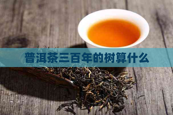 普洱茶三百年的树算什么