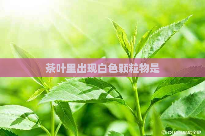 茶叶里出现白色颗粒物是