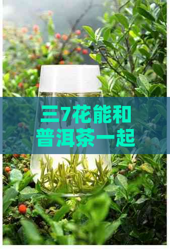 三7花能和普洱茶一起泡吗