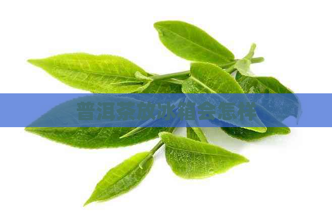 普洱茶放冰箱会怎样