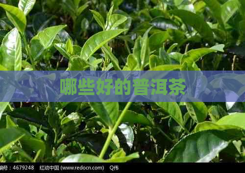 哪些好的普洱茶