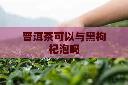 普洱茶可以与黑枸杞泡吗