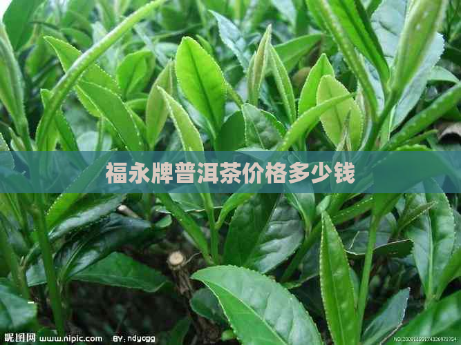 福永牌普洱茶价格多少钱