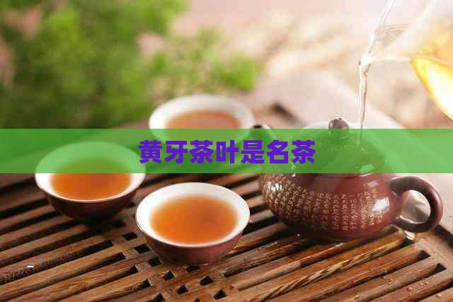 黄牙茶叶是名茶