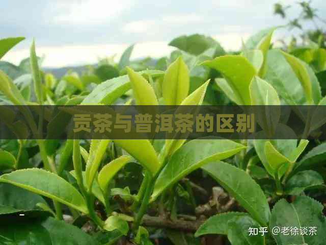 贡茶与普洱茶的区别