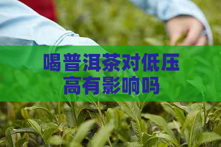 喝普洱茶对低压高有影响吗