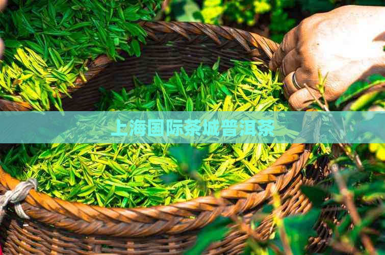 上海国际茶城普洱茶