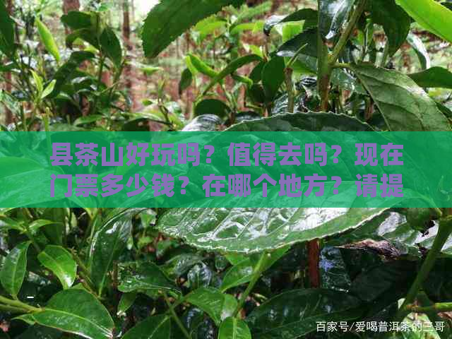 县茶山好玩吗？值得去吗？现在门票多少钱？在哪个地方？请提供相关信息。