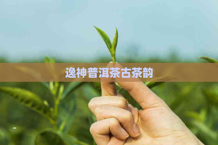 逸神普洱茶古茶韵