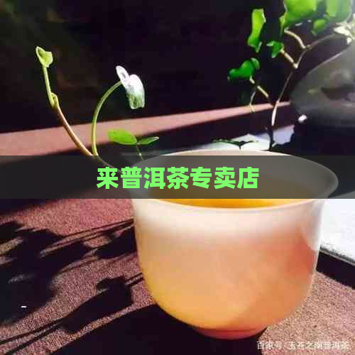 来普洱茶专卖店