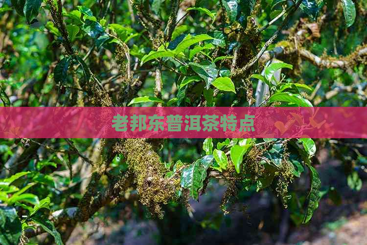 老邦东普洱茶特点