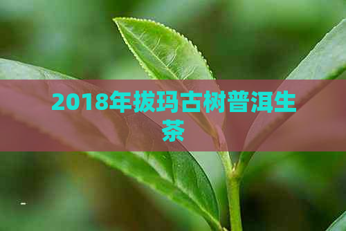 2018年拔玛古树普洱生茶