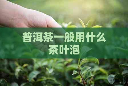 普洱茶一般用什么茶叶泡