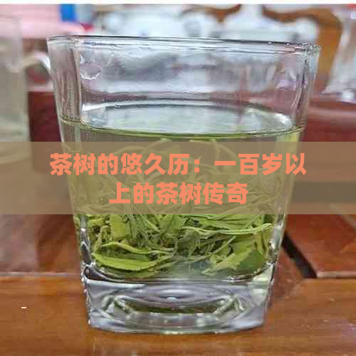 茶树的悠久历：一百岁以上的茶树传奇