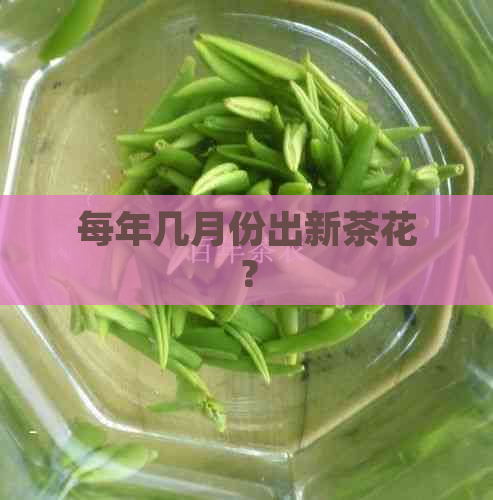 每年几月份出新茶花？