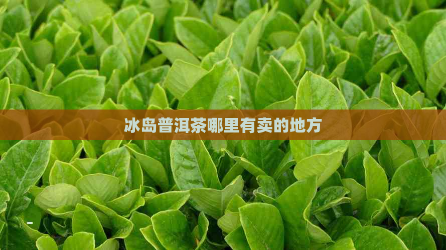 冰岛普洱茶哪里有卖的地方