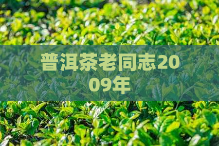 普洱茶老同志2009年