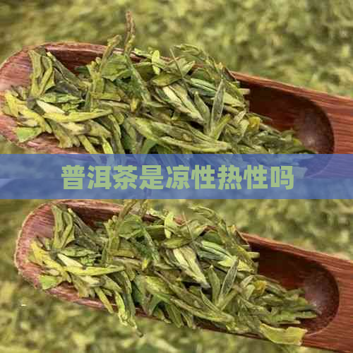 普洱茶是凉性热性吗