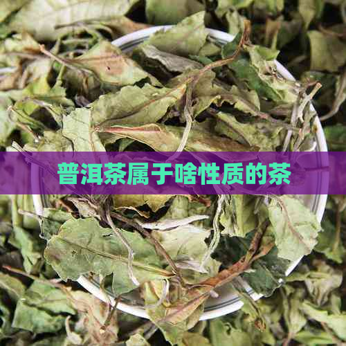 普洱茶属于啥性质的茶