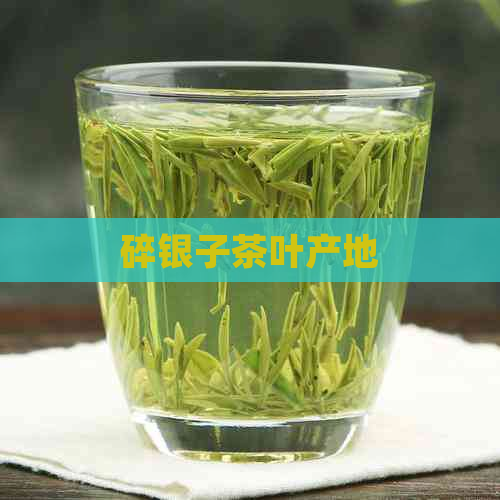 碎银子茶叶产地