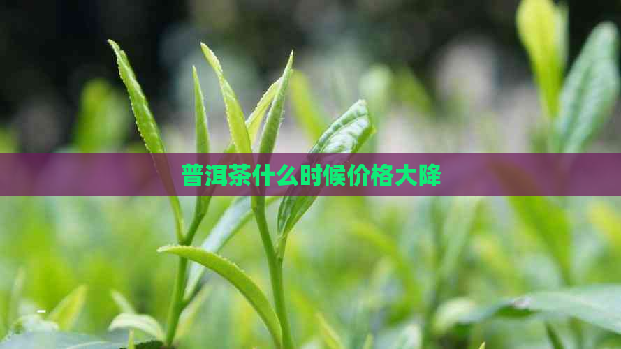 普洱茶什么时候价格大降