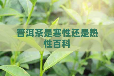 普洱茶是寒性还是热性百科